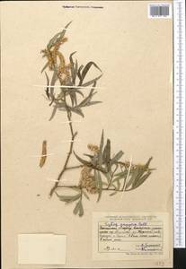 Salix caspica Pall., Middle Asia, Northern & Central Tian Shan (M4) (Kazakhstan)