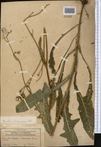 Sonchus arvensis subsp. uliginosus (M. Bieb.) Nyman, Middle Asia, Caspian Ustyurt & Northern Aralia (M8) (Kazakhstan)