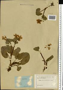 Caltha palustris L., Eastern Europe, North-Western region (E2) (Russia)