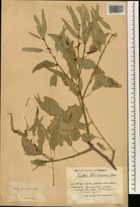 Populus euphratica Olivier, South Asia, South Asia (Asia outside ex-Soviet states and Mongolia) (ASIA) (China)