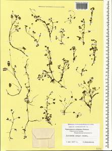 Oxalis corniculata L., Caucasus, Black Sea Shore (from Novorossiysk to Adler) (K3) (Russia)