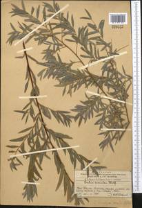 Salix capusii Franch., Middle Asia, Western Tian Shan & Karatau (M3) (Kazakhstan)