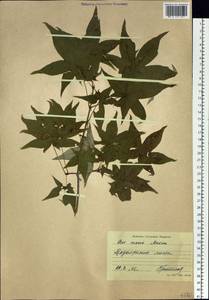 Acer pictum subsp. mono (Maxim.) H. Ohashi, Siberia, Russian Far East (S6) (Russia)