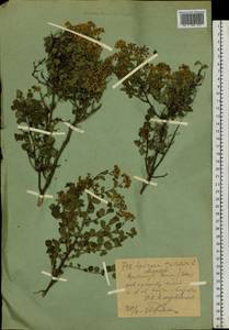 Spiraea trilobata L., Siberia, Western (Kazakhstan) Altai Mountains (S2a) (Kazakhstan)