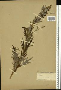 Artemisia tilesii Ledeb., Eastern Europe, Northern region (E1) (Russia)