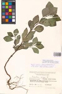 Populus tremuloides Michx., Eastern Europe, Moscow region (E4a) (Russia)