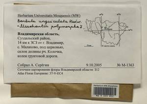 Barbula unguiculata Hedw., Bryophytes, Bryophytes - Middle Russia (B6) (Russia)