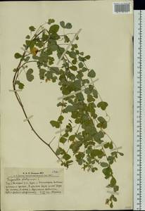 Medicago platycarpos (L.) Trautv., Siberia, Altai & Sayany Mountains (S2) (Russia)