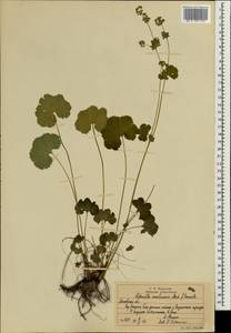 Alchemilla semilunaris Alechin, Eastern Europe, Moscow region (E4a) (Russia)