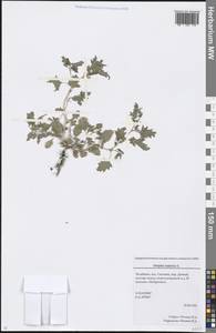 Atriplex tatarica L., Eastern Europe, Eastern region (E10) (Russia)