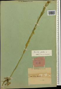 Turritis glabra L., Caucasus, Armenia (K5) (Armenia)