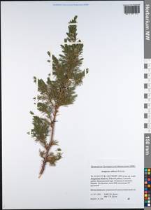 Juniperus communis var. saxatilis Pall., Siberia, Russian Far East (S6) (Russia)