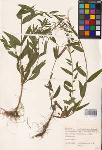 Epilobium parviflorum Schreb., Eastern Europe, Lower Volga region (E9) (Russia)