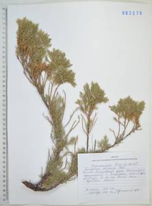 Juniperus sabina var. davurica (Pall.) Farjon, Siberia, Russian Far East (S6) (Russia)