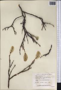 Salix richardsonii Hook., America (AMER) (Canada)