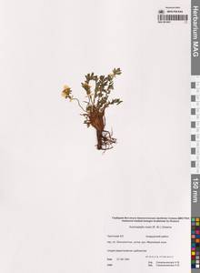 Geum rossii (R.Br.) Ser., Siberia, Chukotka & Kamchatka (S7) (Russia)