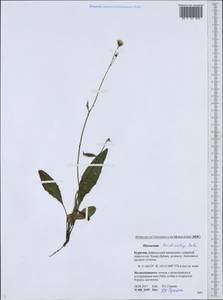 Hieracium korshinskyi Zahn, Siberia, Baikal & Transbaikal region (S4) (Russia)