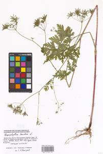 Chaerophyllum temulum L., Eastern Europe, Moscow region (E4a) (Russia)