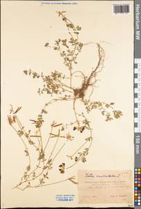Lotus corniculatus L., Eastern Europe, Western region (E3) (Russia)