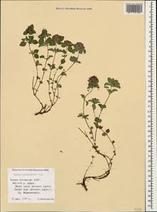 Thymus nummularius M.Bieb., Caucasus, North Ossetia, Ingushetia & Chechnya (K1c) (Russia)