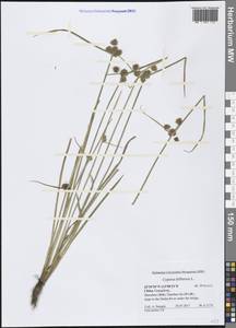 Cyperus difformis L., South Asia, South Asia (Asia outside ex-Soviet states and Mongolia) (ASIA) (China)