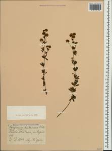 Dorycnium pentaphyllum subsp. herbaceum (Vill.)Rouy, Crimea (KRYM) (Russia)