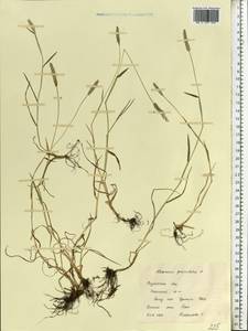 Alopecurus geniculatus L., Eastern Europe, Central region (E4) (Russia)
