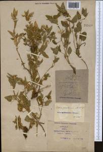 Viola pumila Chaix, Middle Asia, Syr-Darian deserts & Kyzylkum (M7) (Kazakhstan)