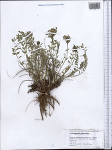 Astragalus physodes, Middle Asia, Caspian Ustyurt & Northern Aralia (M8) (Kazakhstan)