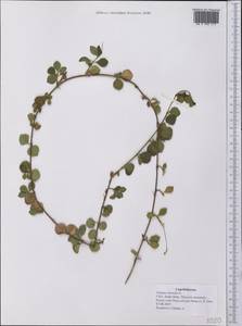 Linnaea borealis L., America (AMER) (United States)