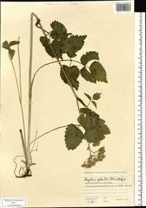 Ostericum palustre (Besser) Besser, Siberia, Western Siberia (S1) (Russia)