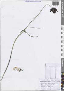 Fritillaria meleagroides Patrin ex Schult. & Schult.f., Eastern Europe, Central region (E4) (Russia)