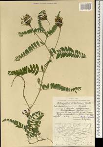 Astragalus tibetanus Benth. ex Bunge, Mongolia (MONG) (Mongolia)