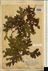 Quercus robur L., Caucasus, Black Sea Shore (from Novorossiysk to Adler) (K3) (Russia)