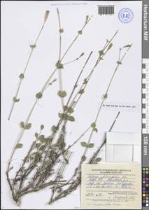 Silene chlorifolia Sm., Caucasus, Azerbaijan (K6) (Azerbaijan)