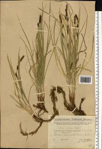 Carex melanostachya M.Bieb. ex Willd., Eastern Europe, Middle Volga region (E8) (Russia)