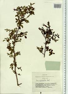 Rosa oxyacantha M. Bieb., Siberia, Altai & Sayany Mountains (S2) (Russia)