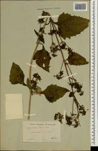 Sigesbeckia orientalis L., South Asia, South Asia (Asia outside ex-Soviet states and Mongolia) (ASIA) (Turkey)