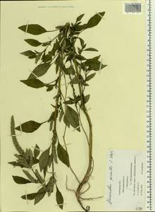 Amaranthus powellii S. Watson, Eastern Europe, Central forest-and-steppe region (E6) (Russia)