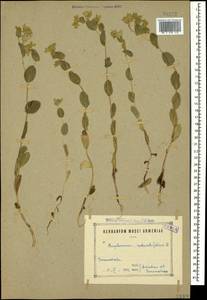 Bupleurum rotundifolium L., Caucasus, Armenia (K5) (Armenia)