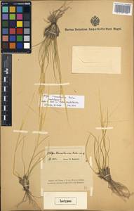 Stipa tianschanica Roshev., Middle Asia, Northern & Central Tian Shan (M4) (Kyrgyzstan)