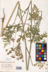 Silphiodaucus prutenicus subsp. prutenicus, Eastern Europe, Central region (E4) (Russia)