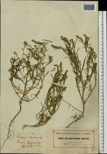 Corispermum marschallii Stev., Eastern Europe, Moscow region (E4a) (Russia)