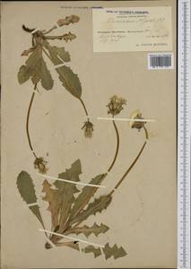 Taraxacum hjeltii (Dahlst.) Dahlst., Western Europe (EUR) (Finland)