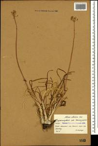 Allium denudatum Redouté, Caucasus, Stavropol Krai, Karachay-Cherkessia & Kabardino-Balkaria (K1b) (Russia)