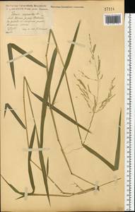 Leersia oryzoides (L.) Sw., Eastern Europe, Central forest-and-steppe region (E6) (Russia)