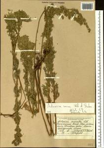 Artemisia sericea (Besser) Weber ex Stechm., Siberia, Western (Kazakhstan) Altai Mountains (S2a) (Kazakhstan)