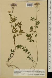 Cardamine macrophylla Willd., Mongolia (MONG) (Mongolia)
