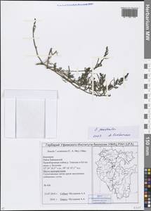 Suaeda prostrata Pall., Eastern Europe, Eastern region (E10) (Russia)