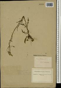 Crepis tectorum L., Eastern Europe, South Ukrainian region (E12) (Ukraine)